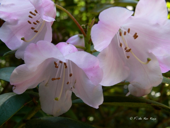 Bois des Moutiers (301) Mai 2012